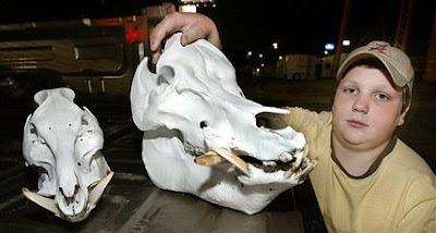 Hog Skull Hog Skull