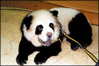 Panda Chow Chow Panda Chow Chow