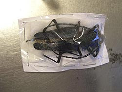 Bug with drugs hidden in it Bug with drugs hidden in it