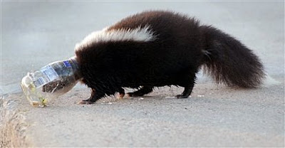 Skunk whose head was stuck in an empty salad dressing jar Skunk whose head was stuck in an empty salad dressing jar