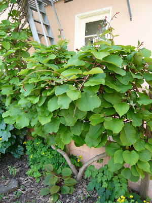 Kiwi Trellis