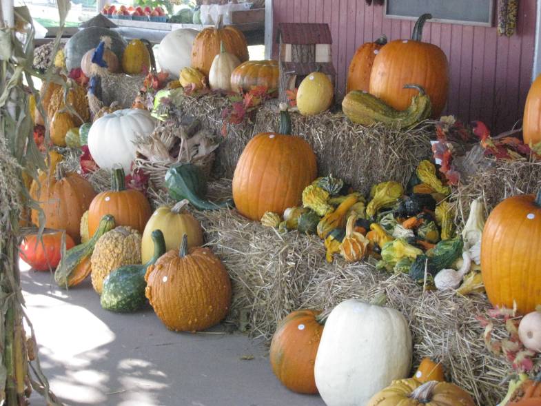 [pumpkinsandgourds.jpg]