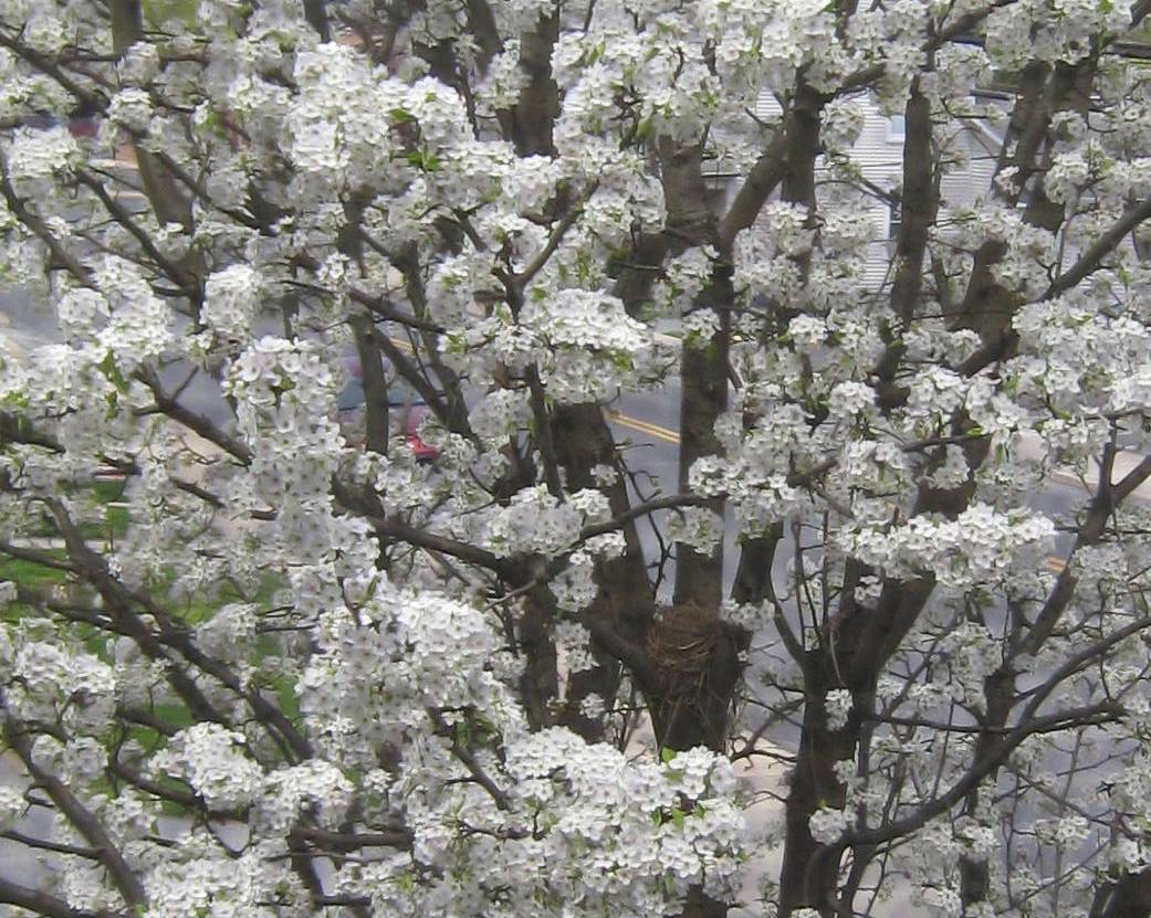 [bird+next+pear.jpg]