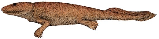 R-ichthyostega.jpg