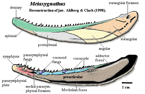 MetaxygnathusJaw.gif