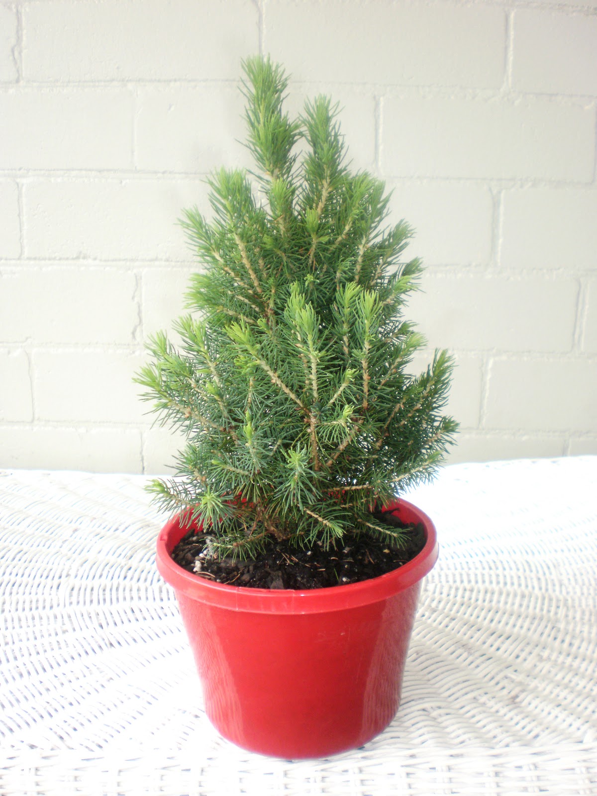 the girl in the brick house: Miniature Christmas Trees
