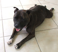 staffy separation anxiety