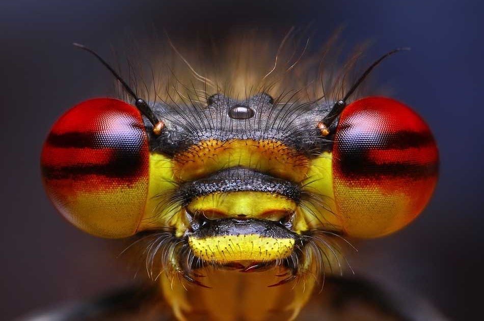 Digital Macro Insect Photography 67 Images From Master Macro
