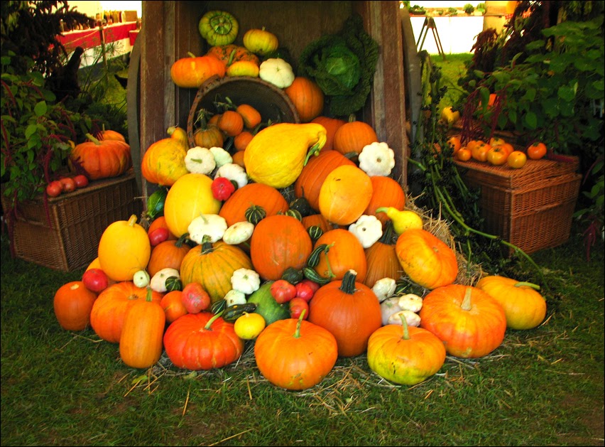 My Garden Autumn harvest