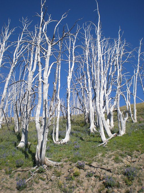 [08_11_MtWashburn.jpg]