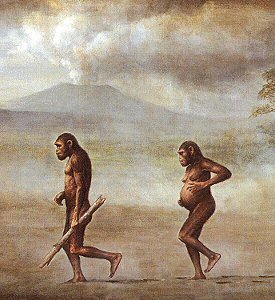 [Australopithecus_afarensis.jpg]