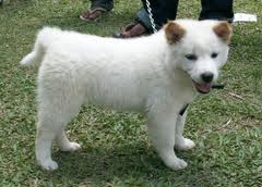 Pet Animals Dog Kintamani