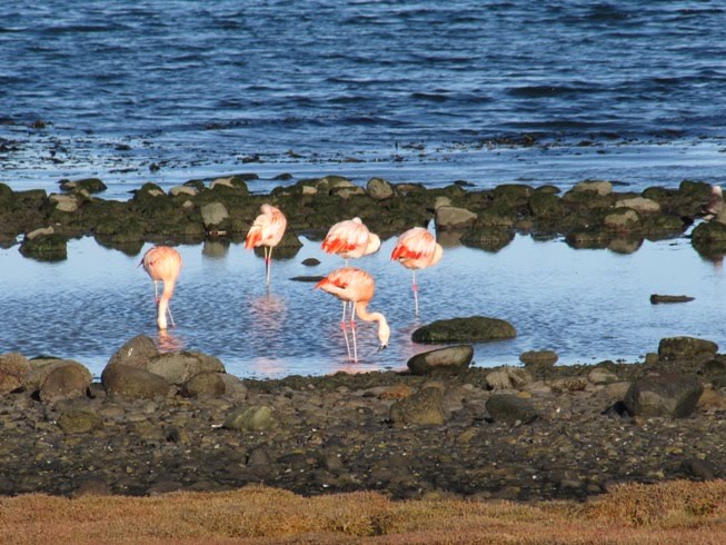 Where Flamingos Live