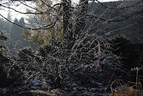Berberis Koreana Wikiwand