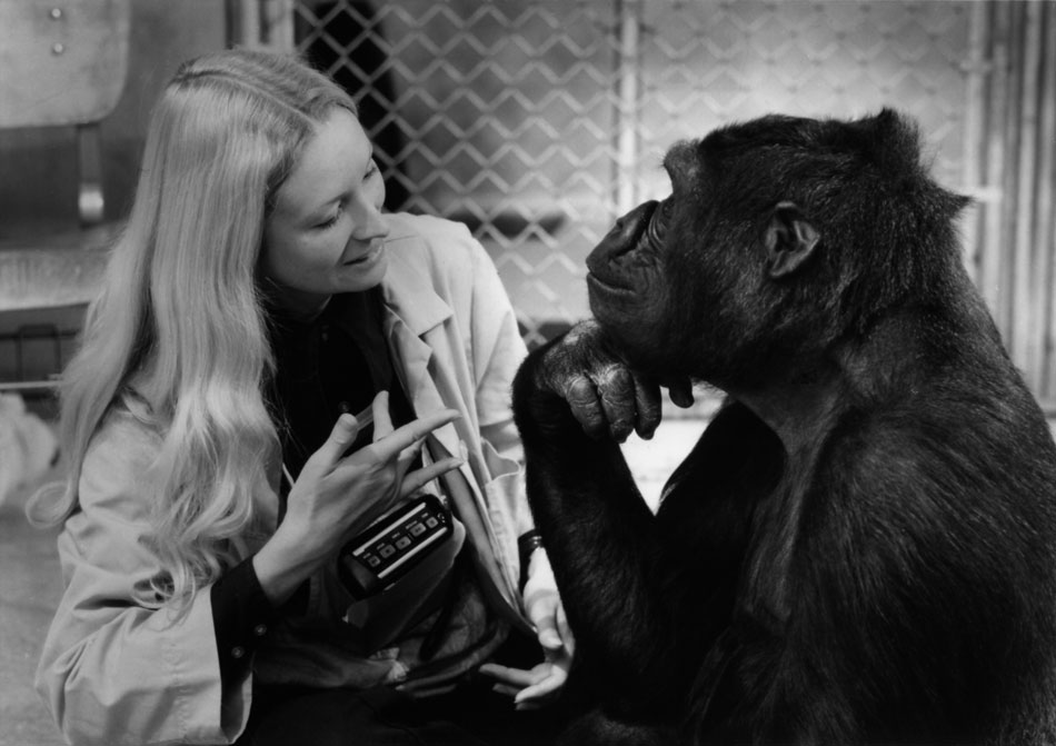 Koko A Talking Gorilla