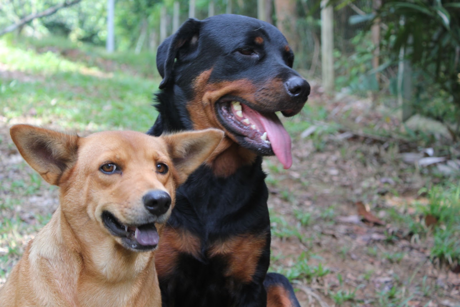 rottweiler hunting boar