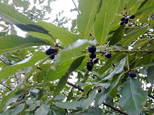 Loureiro - Laurus Nobilis.