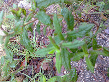 Sargaço do monte ou sargacinha - Cistus salviifolius