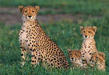 cheeta cubs
