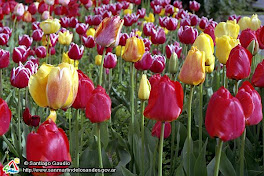 Campo de tulipanes