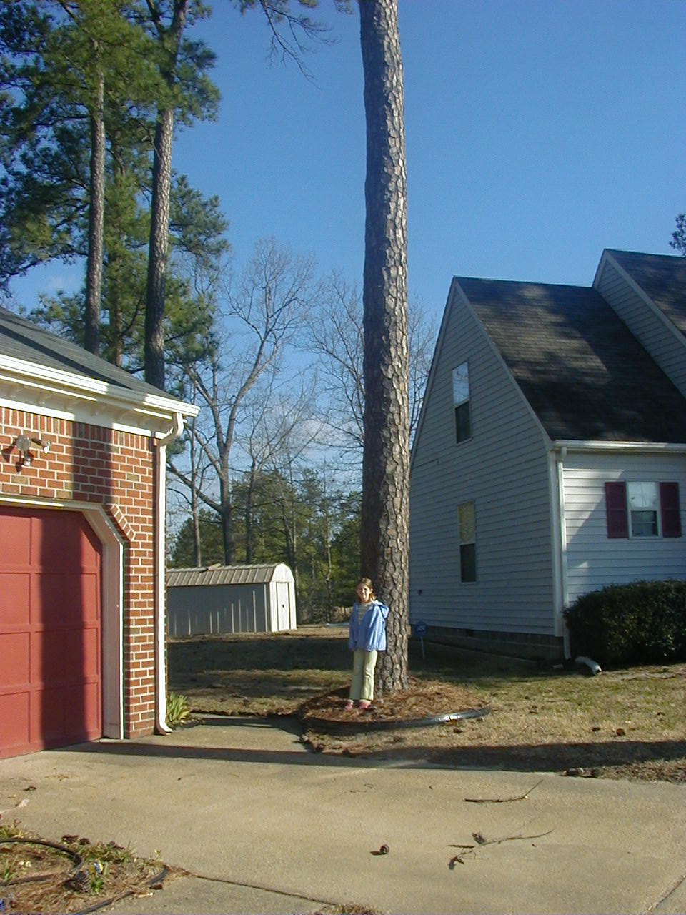 [tree+pic+1.JPG]