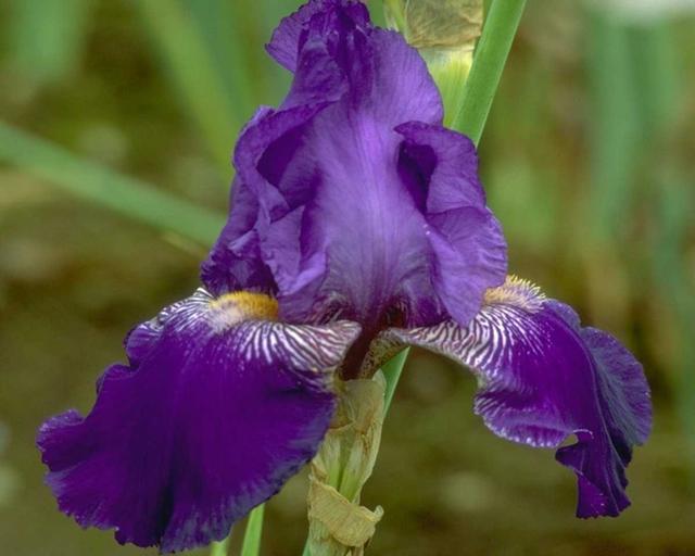 Iris