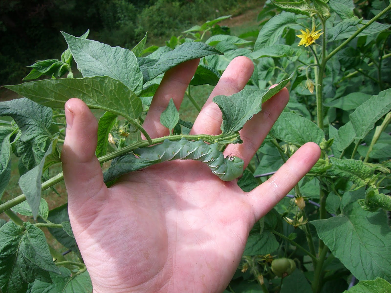 Garden - The Good, The Bad and The Ugly - Kid Dynamite's World