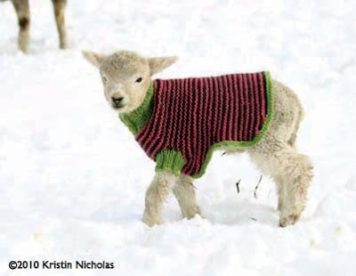 Crazy Lamb