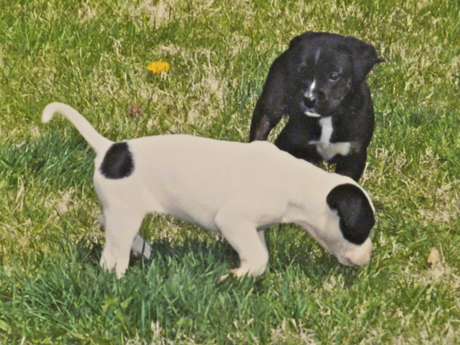 The Flight Continues... Koda the Dog