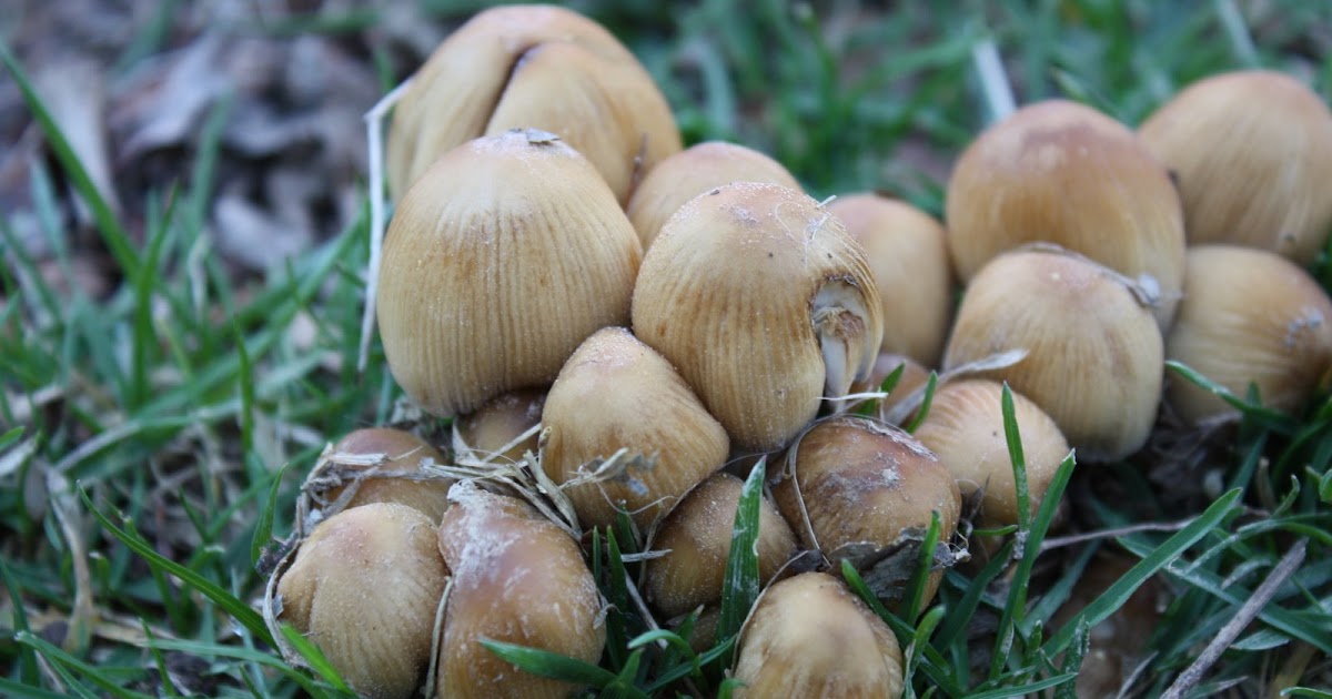 5 Orange Potatoes Mushroom Spore Printing