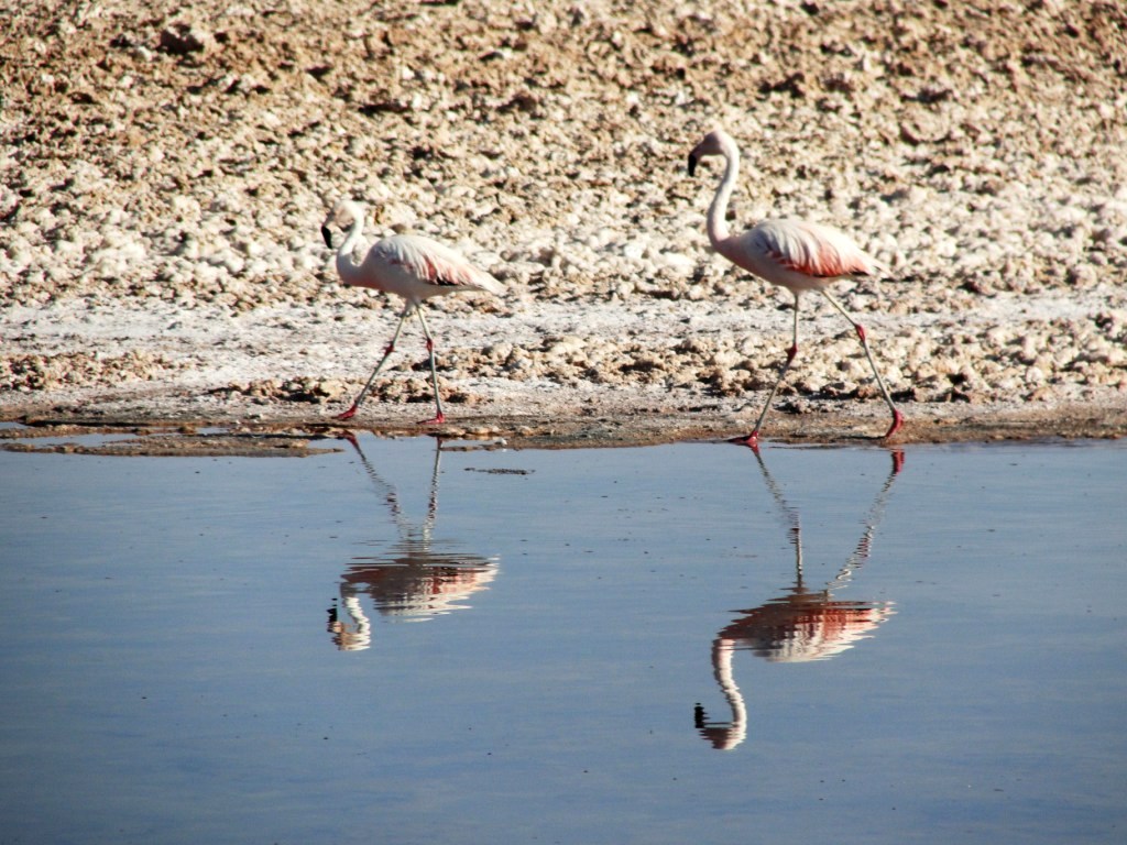 [05+flamingos.JPG]