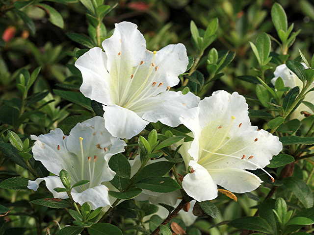 A Photo A Thought Plant Azalea Or Rhododendron