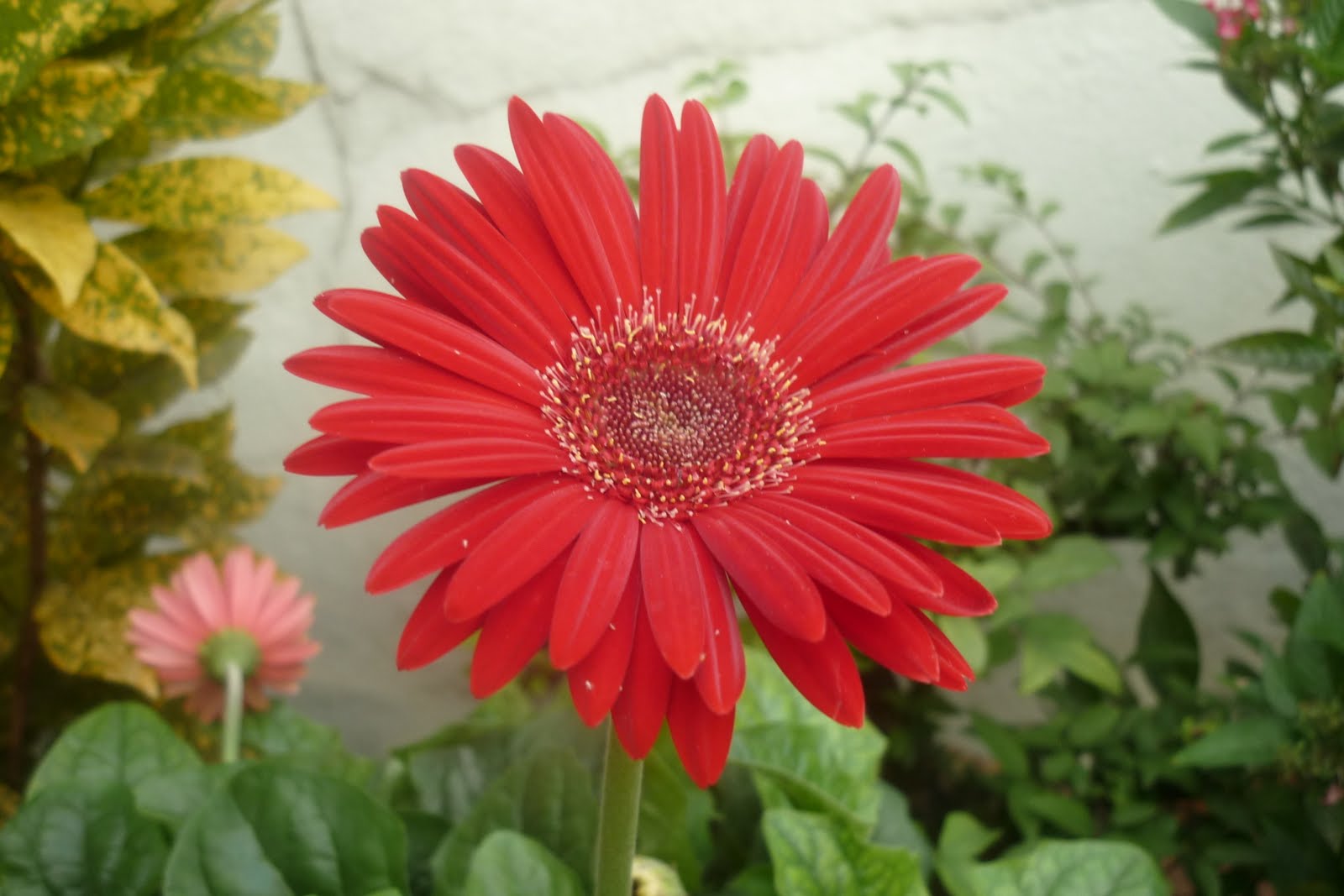 My Little Potted Garden Gerberas