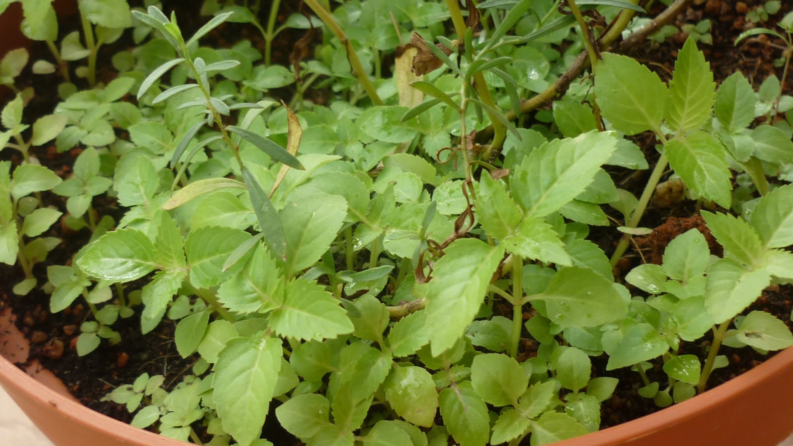 tarragon plant