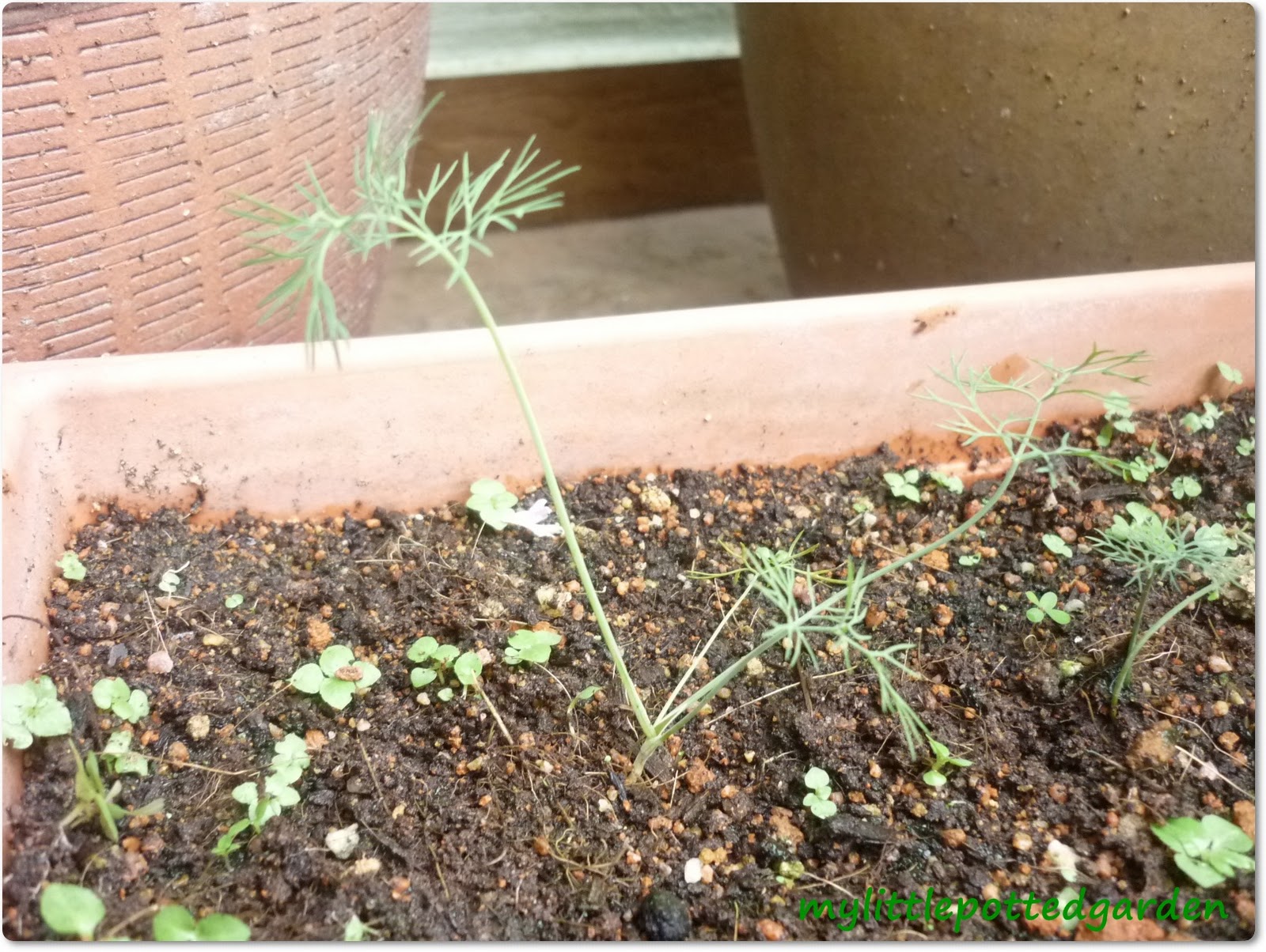 My Little Potted Garden Dill Seeds