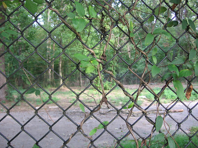 fence separating public from Zoo-controlled forest in Overton Park, Memphis fence separating public from Zoo-controlled forest in Overton Park, Memphis