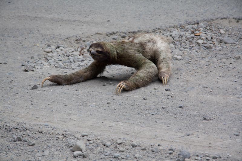 Sloth On Road