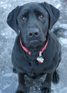Jack - My Running Partner