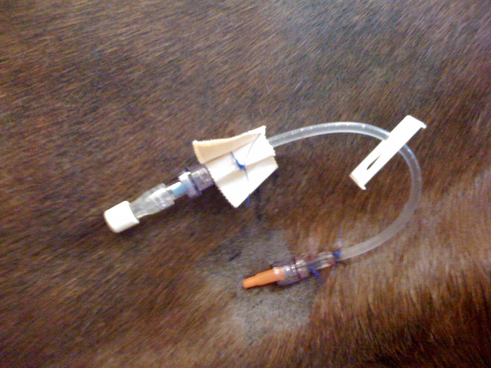 when i grow up i want to be a veterinarian April 2010