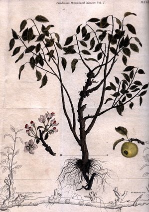 [archibald_apple_tree.jpg]