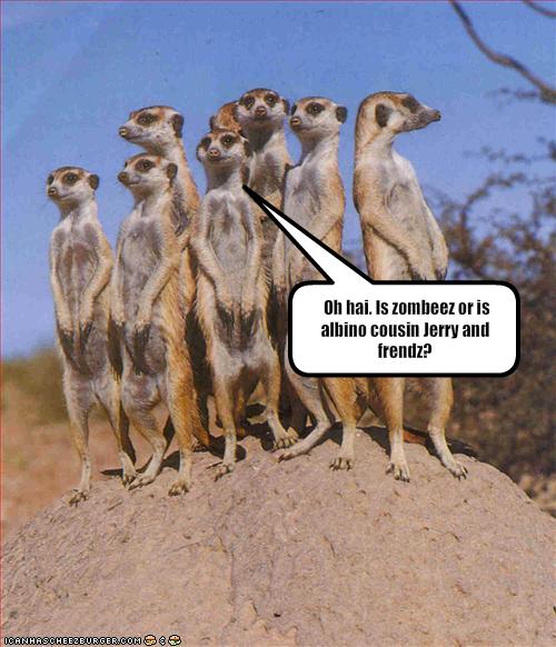 [Munday-Meerkat-zombee-frendz.jpg]