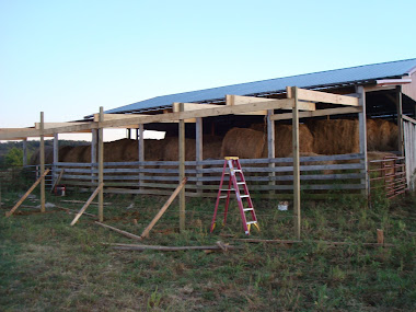 Building a new side shed