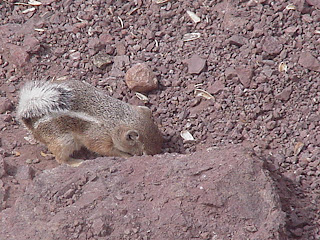 Xtremehorticulture of the Desert: Desert Fruit Trees Evaluated