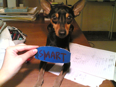 Scott, my Miniature Doberman Pinscher, 7 years