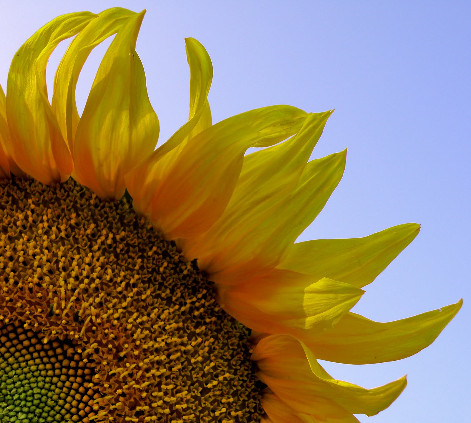 http://1.bp.blogspot.com/_pGKKSeIs0ow/TExHgjHkoSI/AAAAAAAABAA/J9JXTR0ytc0/s1600/Sunflower_-_slonecznik_(2).jpg
