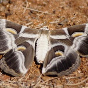 3 Types Of Silk Moth