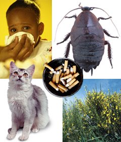 [Asthma-Triggers.jpg]