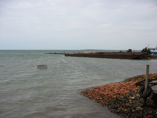 conch shells