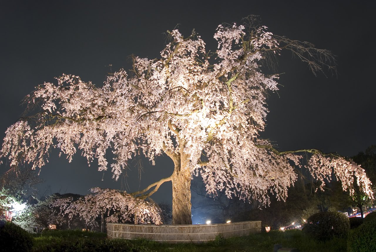 ReadyClickAndGo: Cherry blossom-time in Japan