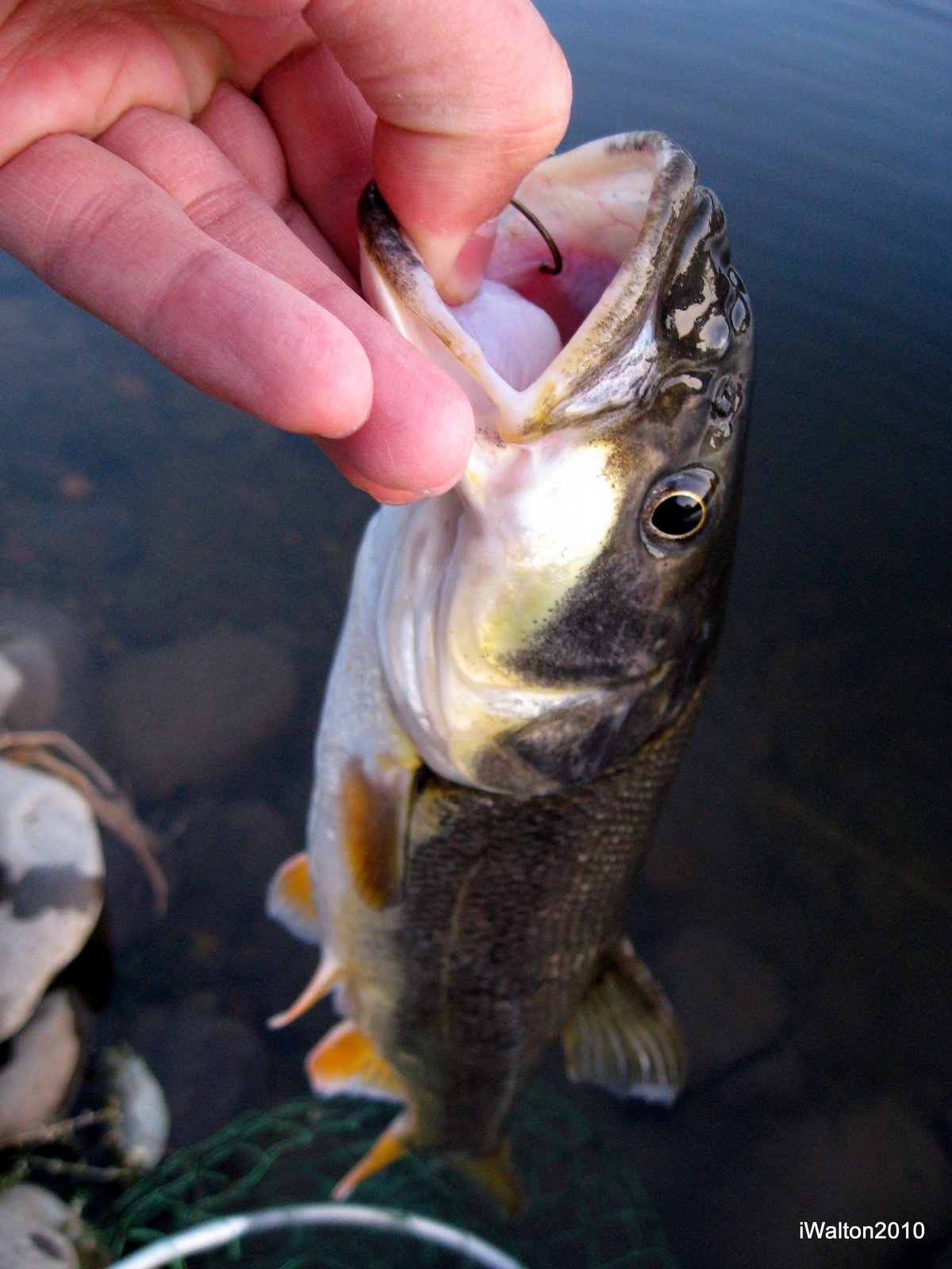Washington Northern Pikeminnow Hunting the River King